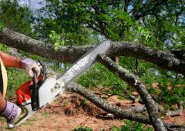 Professional Tree Services in Scottsbluff, NE