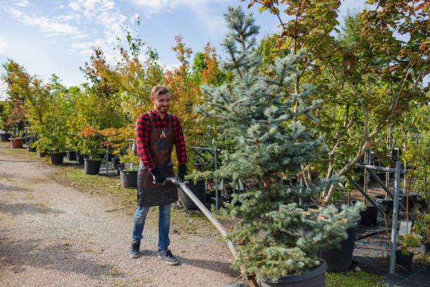 How Our Tree Care Process Works  in  Scottsbluff, NE
